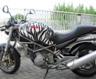Monster Zebrato