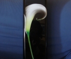 Cover cm 22 x 50
