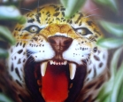 Tigre
